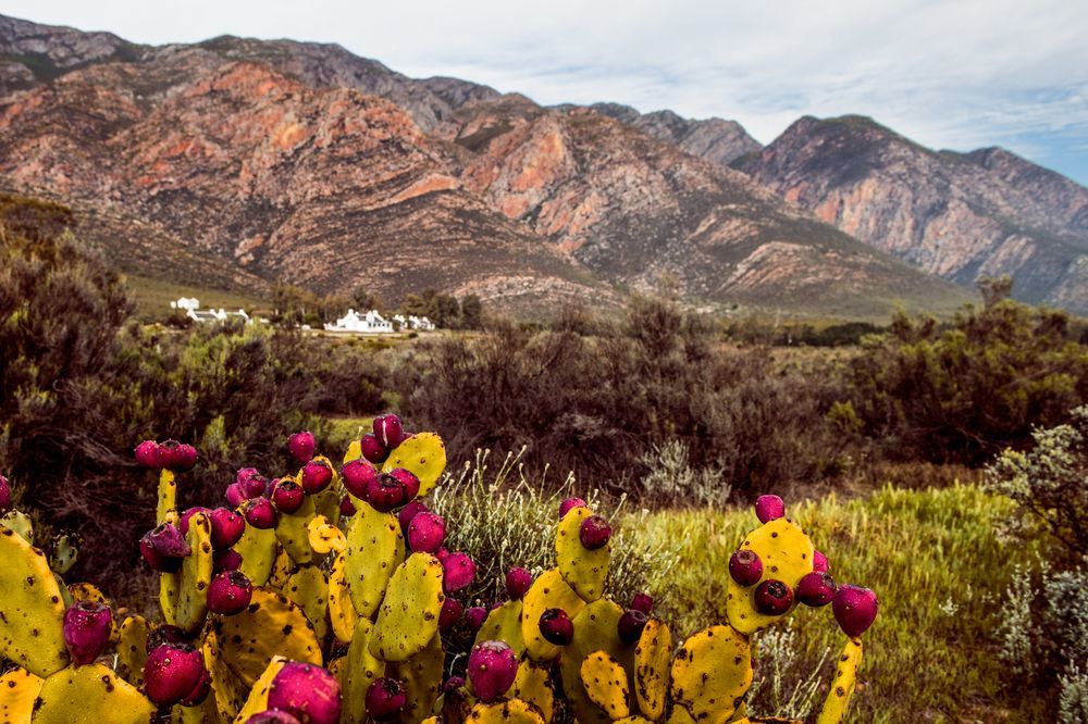 Galenia Estate Hotel Montagu Exterior photo